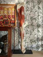 Anatomisch model been, Antiek en Kunst, Ophalen