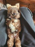 ## Prachtige lieve Shih tzu puppy mokka kleurtje ##, Dieren en Toebehoren, Honden | Chihuahua's en Gezelschapshonden, Eén hond
