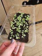 Bakje met stekjes van Kalanchoe pink butterfly, Ophalen of Verzenden, Halfschaduw, Minder dan 100 cm