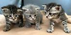 3 prachtige kittens te koop (Alleen bruin/zwart beschikbaar), Dieren en Toebehoren, Meerdere dieren, Ontwormd