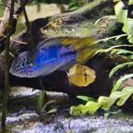 Apistogramma borellii 'Opal' Dwergcichlide, Vis, Zoetwatervis