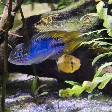Apistogramma borellii 'Opal' Dwergcichlide beschikbaar voor biedingen
