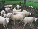 Swifter Stamboek dekramlammeren, Dieren en Toebehoren, Schapen, Geiten en Varkens, Mannelijk, Schaap, 0 tot 2 jaar