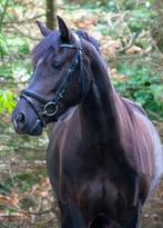️Super kinderpony️, Dieren en Toebehoren, Pony's, Merrie, B, C pony (1.27m tot 1.37m), 7 tot 10 jaar