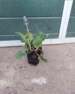 Salvia verticillata 'purple rain', Volle zon, Vaste plant, Zomer, Ophalen