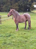 Belgisch trekpaard, Dieren en Toebehoren, Paarden, Merrie, Recreatiepaard, 11 jaar of ouder