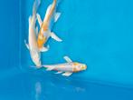 Koi karpers, Dieren en Toebehoren, Vissen | Vijvervissen, Karper of Koi
