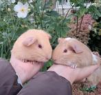Deze 2 jonge gladhaar cavia beertjes mogen verhuizen!, Dieren en Toebehoren, Cavia, Augustus, Mannelijk, Tam