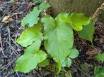 Aronskelk pinellia tripartita 100% winterhard unieke plant, Ophalen, Overige soorten, Volle zon