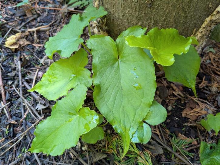 Aronskelk pinellia tripartita 100% winterhard unieke plant, Tuin en Terras, Planten | Tuinplanten, Overige soorten, Volle zon
