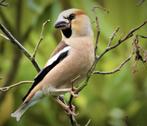 Appelvinken te koop  popjes, Dieren en Toebehoren, Meerdere dieren, Tropenvogel