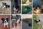 Paka zoekt een liefdevol huisje, Dieren en Toebehoren, Honden | Herdershonden en Veedrijvers, Rabiës (hondsdolheid), Reu, Collie