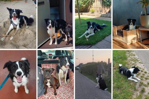 Paka zoekt een liefdevol huisje, Dieren en Toebehoren, Honden | Herdershonden en Veedrijvers, Reu, Collie, Particulier, Eén hond