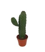 Opuntia Consolea rubescens | Ø9cm H26cm, Huis en Inrichting, Kamerplanten, Cactus, Minder dan 100 cm, Ophalen of Verzenden, Groene kamerplant
