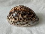 Prachtige glanzende Cypraea Tigris, Tijgerschelp (2), Ophalen of Verzenden, Schelp(en)