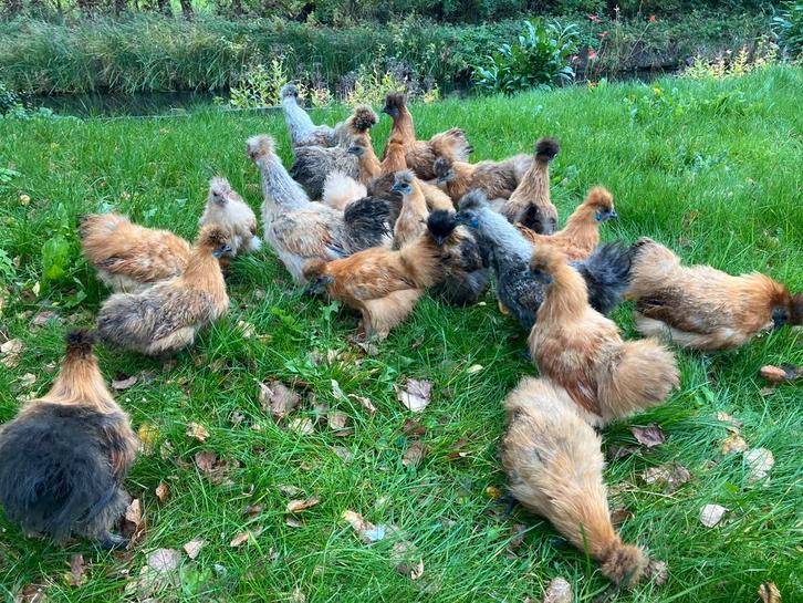Zijdehoen kriel ongebaard (bijna volwassen), Dieren en Toebehoren, Pluimvee, Kip, Vrouwelijk