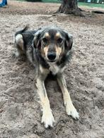 Hondenoppas gezocht!, Ophalen