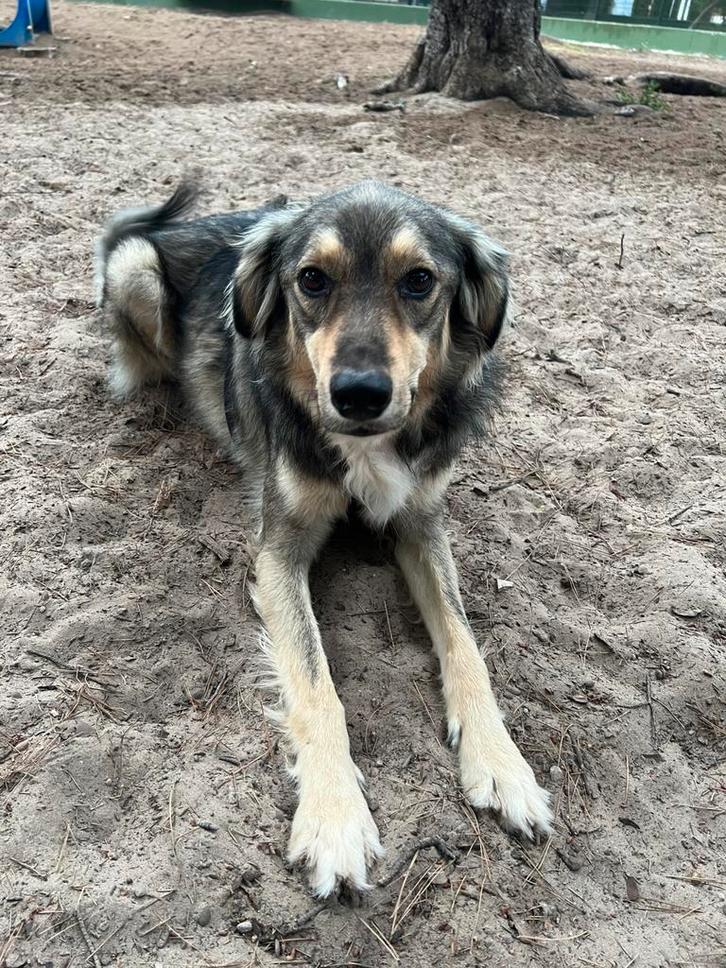 Hondenoppas gezocht!, Dieren en Toebehoren, Honden-accessoires, Ophalen