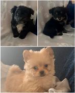 Leuke pomchi pups 1 teefje en 2 reutjes beschikbaar, Dieren en Toebehoren, HCC (leverziekte), Overige rassen, 8 tot 15 weken, Meerdere