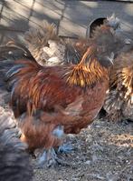 Zijdehoen gladveer haan. Augustus 2025., Mannelijk, Kip