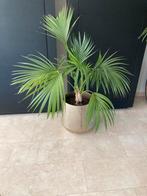 Kentia palm 🌴 Kentiapalm, Huis en Inrichting, Ophalen of Verzenden, Overige soorten, Minder dan 100 cm