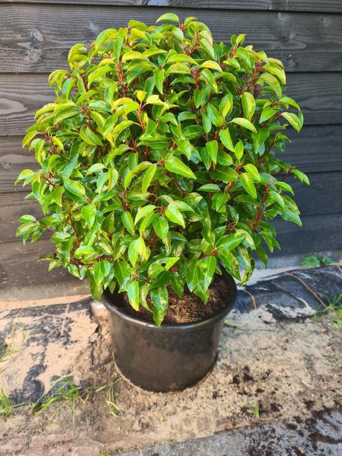 Portugese laurier bolvorm ca. 30 cm groenblijvend, Tuin en Terras, Planten | Struiken en Hagen, Struik, Laurier, Minder dan 100 cm