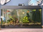 JUWEL 110 Aquarium, met vissen en toebehoren, Dieren en Toebehoren, Vissen | Aquaria en Toebehoren, Ophalen, Gebruikt, Gevuld zoetwateraquarium