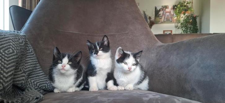 Nog 2 hele lieve en leuke kittens, Dieren en Toebehoren, Katten en Kittens | Overige Katten, Kortharig, Kater, 0 tot 2 jaar