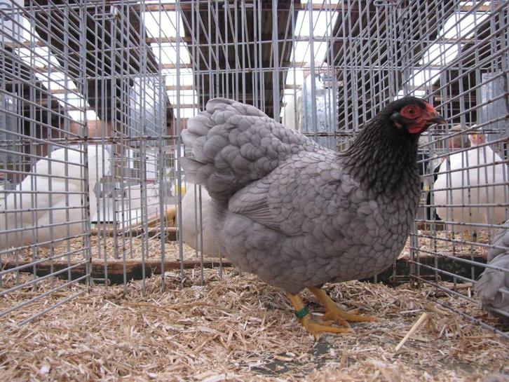 Mooie Wyandotte kriel kippen in diverse kleuren, Dieren en Toebehoren, Pluimvee, Kip, Meerdere dieren