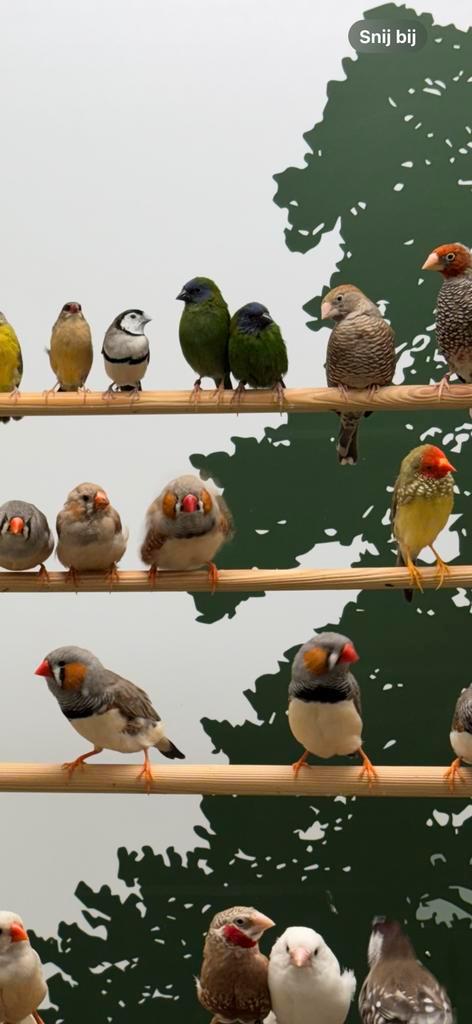 3 kleur papegaaiamadine stel 1-1, Dieren en Toebehoren, Vogels | Overige Vogels, Tropenvogel, Meerdere dieren