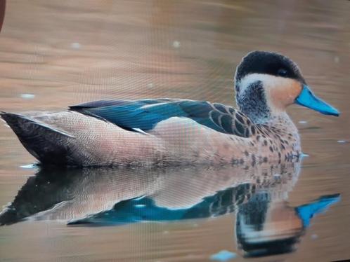 siereenden eenden, Dieren en Toebehoren, Pluimvee, Eend, Meerdere dieren