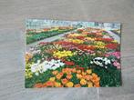 Vogelzang, Tulipshow /tulpen in kas, Verzenden, 1980 tot heden, Ongelopen, Noord-Brabant