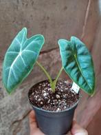 Alocasia frydek, Ophalen, Overige soorten, Minder dan 100 cm