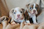 Old English Bulldog pups uit geteste ouders, Parvo, 8 tot 15 weken, Bulldog, Meerdere