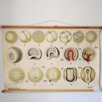 Schoolplaat Celdeling en de vorming van het embryo I – 1928, Ophalen of Verzenden, Natuur en Biologie