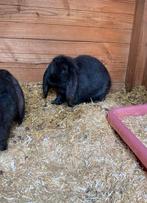 Lieve Franse hangoor rammetje, Dieren en Toebehoren, Konijnen