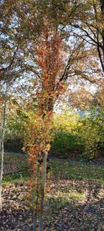 Zuilbeuk (Fagus sylvatica 'Dawyck Gold'), Beuk, Beuken, Lente, Zuilboom, 400 cm of meer, Ophalen