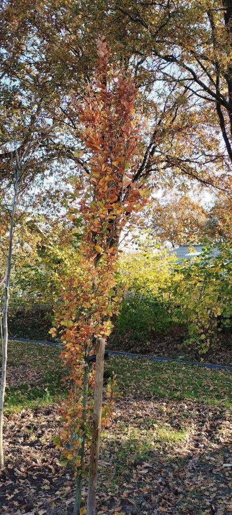 Zuilbeuk (Fagus sylvatica 'Dawyck Gold'), Beuk, Beuken, Tuin en Terras, Planten | Bomen, Zuilboom, 400 cm of meer, Volle zon, Lente