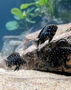 Tropheus dubiosi maswa jongen +/-15 stuks, Dieren en Toebehoren, Vissen | Aquariumvissen, Vis