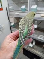 Jonge grasparkieten om tam te maken, Dieren en Toebehoren, Meerdere dieren, Parkiet, Tam