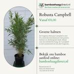 Fargesia Robusta Campbell | Niet-Woekerende Haag Bamboe, Overige soorten, Vaste plant, Ophalen of Verzenden, Bloeit niet