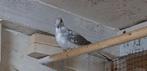 Bonte diamantduiven, Meerdere dieren, Tropenvogel, Geringd