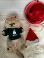 Uniek pomeranian pochetsize bearface extreem mini boo bear, Nederland, Rabiës (hondsdolheid), 8 tot 15 weken, Teef