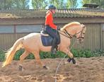 ##SUPER KNAPPE NRPS PALOMINO HENGST 3 JR##, Dieren en Toebehoren, Dressuurpaard, 3 tot 6 jaar, 160 tot 165 cm, Gechipt
