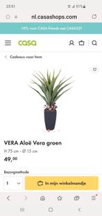 Aloe vera plant nieuw, Tuin en Terras, Planten | Tuinplanten, Ophalen of Verzenden