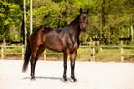 Dressuur gefokte 5 jarige Glock,s TOTO JR  x Sir DonnerHall, Ruin, Dressuurpaard, 3 tot 6 jaar