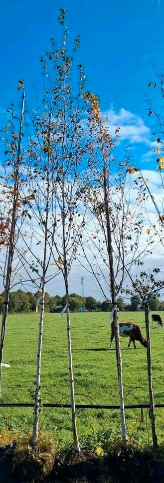 Betula Pendula - Zilverberk mooie witte stammen! €89,95 pst beschikbaar voor biedingen
