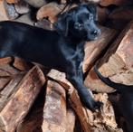 Prachtige speelse lieve x labrador/kooiker mogen verhuizen, Dieren en Toebehoren, Labrador retriever, Meerdere, Meerdere dieren
