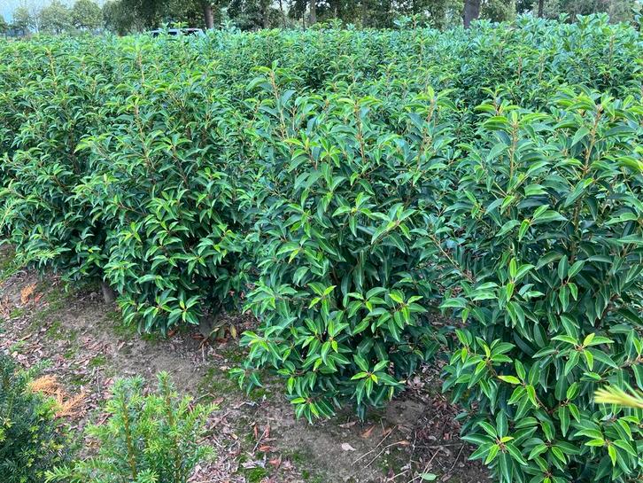 Dikke Portugese laurier struiken nu goedkoop ., Tuin en Terras, Planten | Struiken en Hagen, Haag, Laurier, 100 tot 250 cm, Ophalen