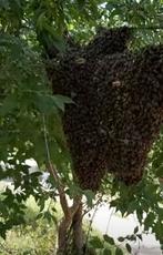 Gezocht bijenvolk, Dieren en Toebehoren, Ophalen of Verzenden